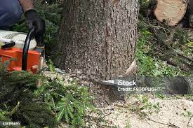Best Tree Maintenance Programs  in Odenton, MD