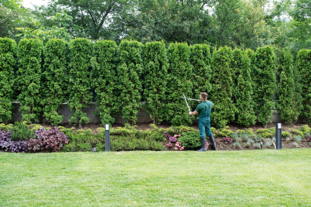 Best Storm Damage Tree Cleanup  in Odenton, MD