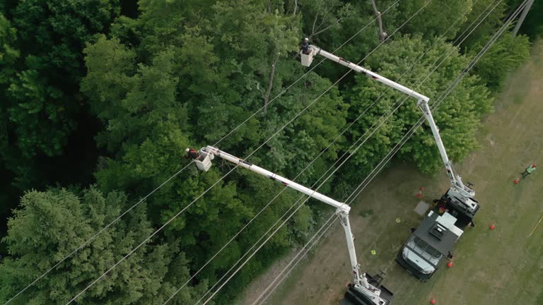 Best Tree Health Inspection  in Odenton, MD