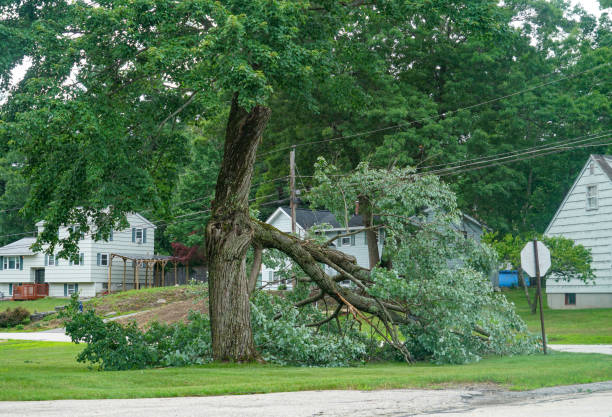 Best Hazardous Tree Removal  in Odenton, MD