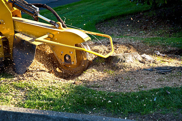 Best Tree Trimming and Pruning  in Odenton, MD