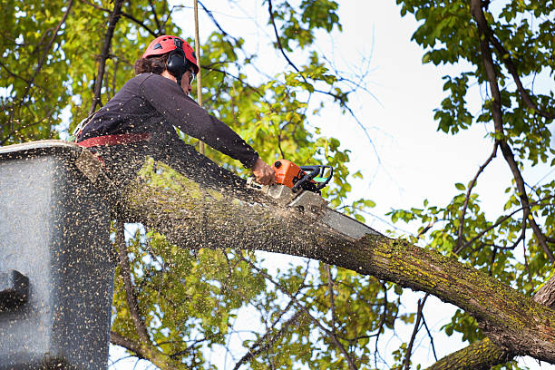 Best Commercial Tree Services  in Odenton, MD